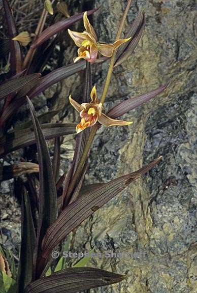 epipactis gigantea 4 graphic